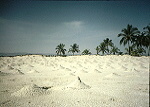 Crabhills Salalah Beach