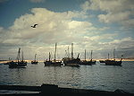 Raysut Dhows
