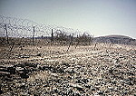 Hornbeam Line wire