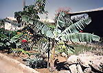 Garden at Umm al Gwarrif
