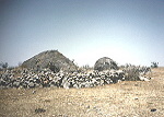 Dhodari dwellings