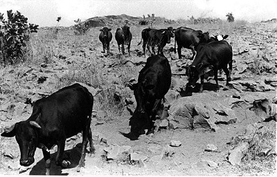 Cattle arriving
