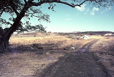 Goats under tree